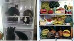 Какво се крие в хладилника?