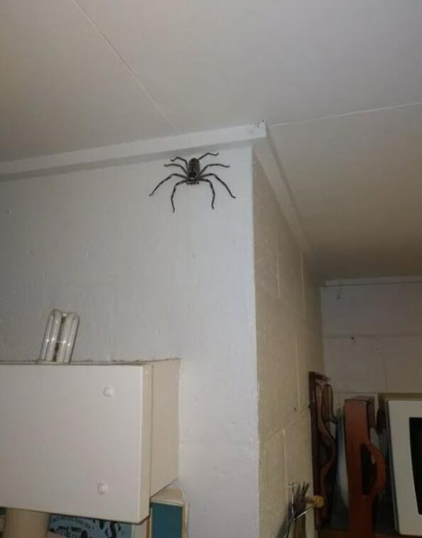 Идиот на месеца: Мъж живее с гигантски паяк в къщата си в продължение на година