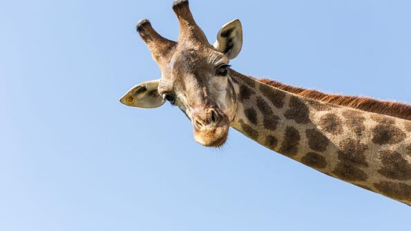 Идиот на седмицата: Жена се опита да качи на самолет изпражнения от жираф, за да си направи огърлица
