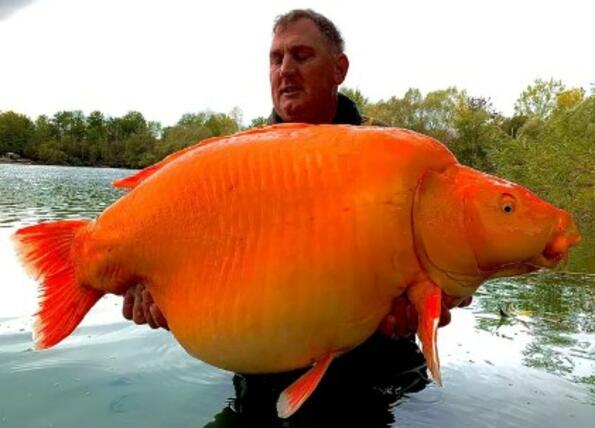 Мъж улови гигантска „златна рибка“, тежка колкото 10-годишно дете