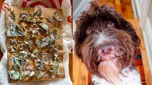 Каръщина на седмицата: Куче сдъвка над 3500 долара