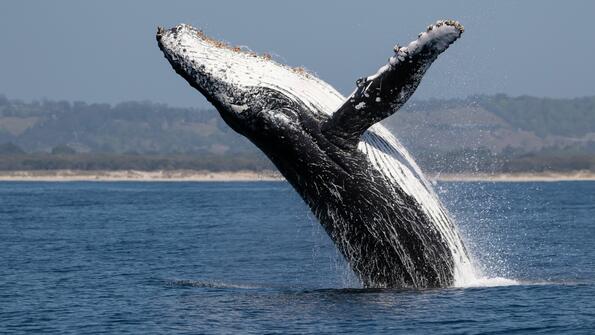 Бившият президент на Бразилия е разследван за тормоз над кит
