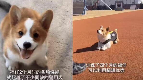 6-месечният Фу Зай е първото полицейско куче корги в Китай