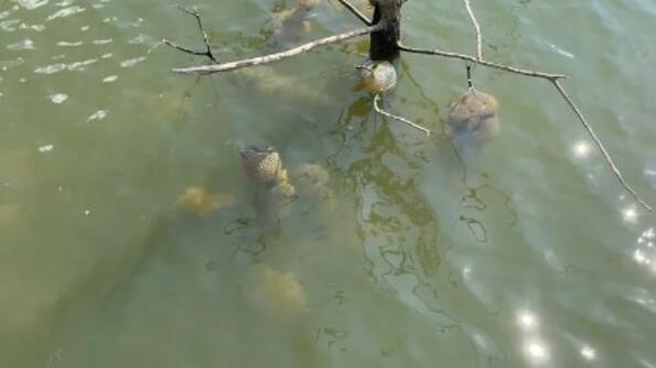 Странни „извънземни яйца“ бяха извадени от резервоар в Оклахома