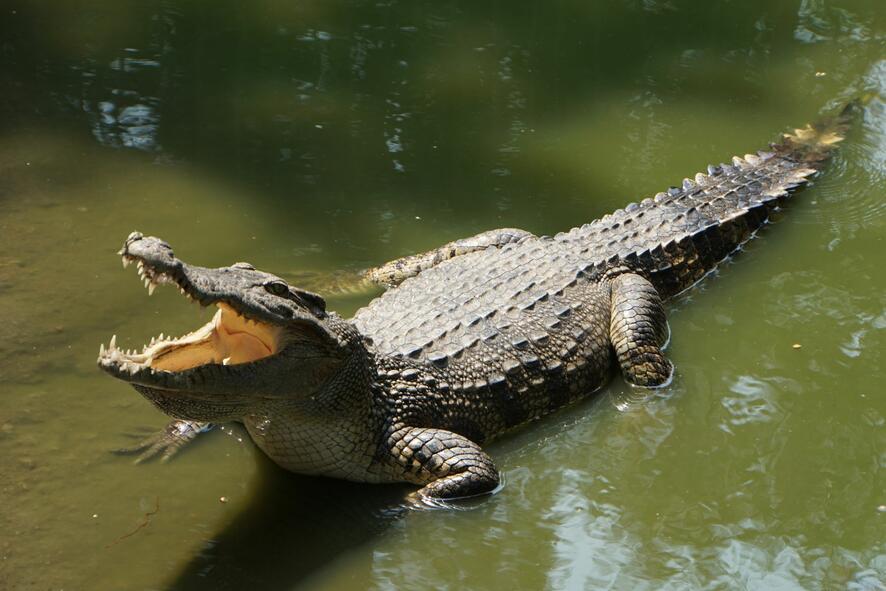 Крокодил изплува от локва