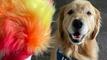 Запознайте се с психотерапевта на американския отбор по гимнастика - кучето Бийкън