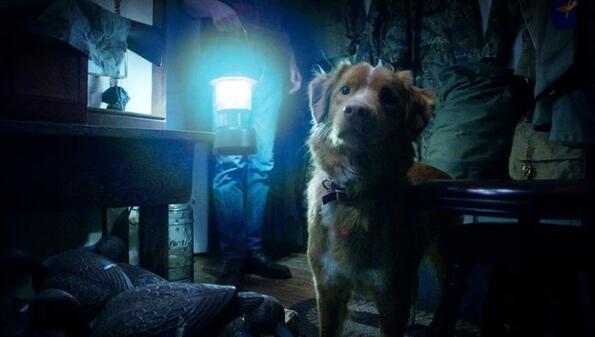 "Good boy": Филм на ужасите с кучета, излиза през октомври