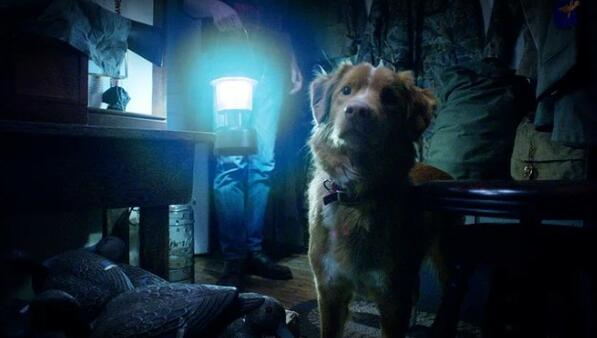 "Good boy": Филм на ужасите с кучета, излиза през октомври