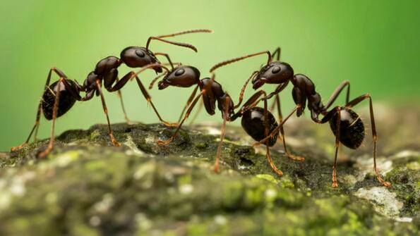 Идиот на седмицата: Китаец се опита да изнесе над 2000 живи мравки от Кения