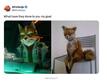 „Star Fox“ се завръща: Nintendo обяви зрелищен римейк за Switch 2